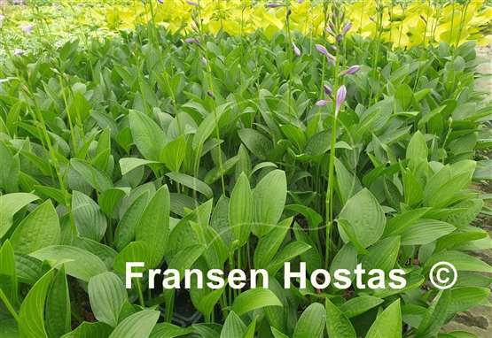 Hosta Green Necklace